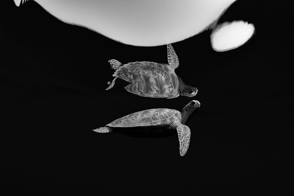 Double Turtle – Renata Romeo