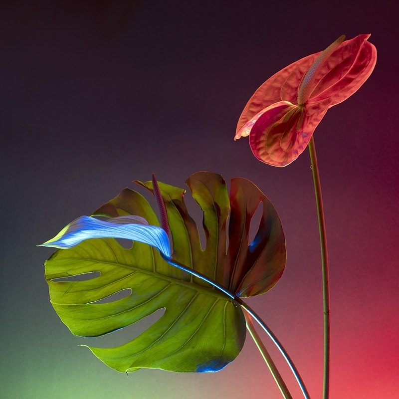Flowers In The Night – Olga Posth