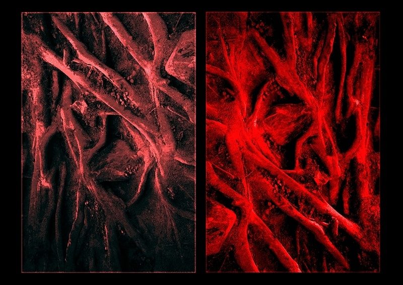 Blood, Cells & Neurons – Yas Crawford